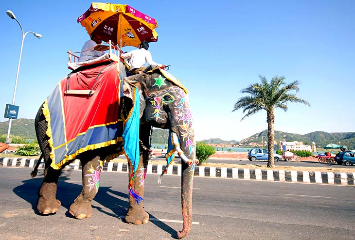 Elephant Festival