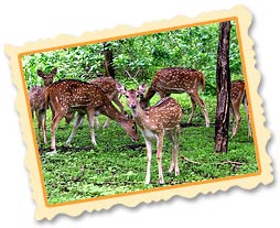 Ranthambore National Park